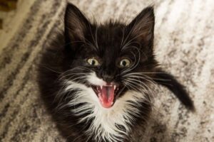 Conceptos básicos del cuidado dental de los gatitos
