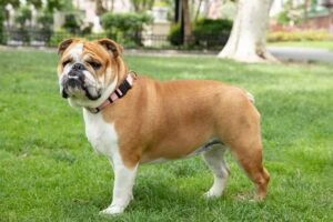 English bulldog with tan and white fur standing on grass lawn