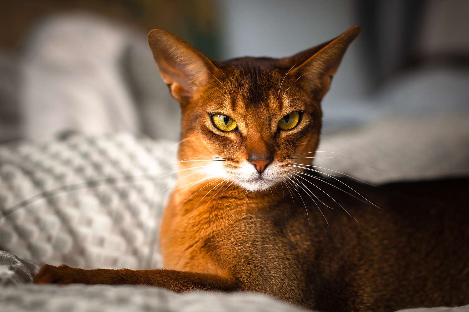 An Abyssinian cat laying on a blanket.