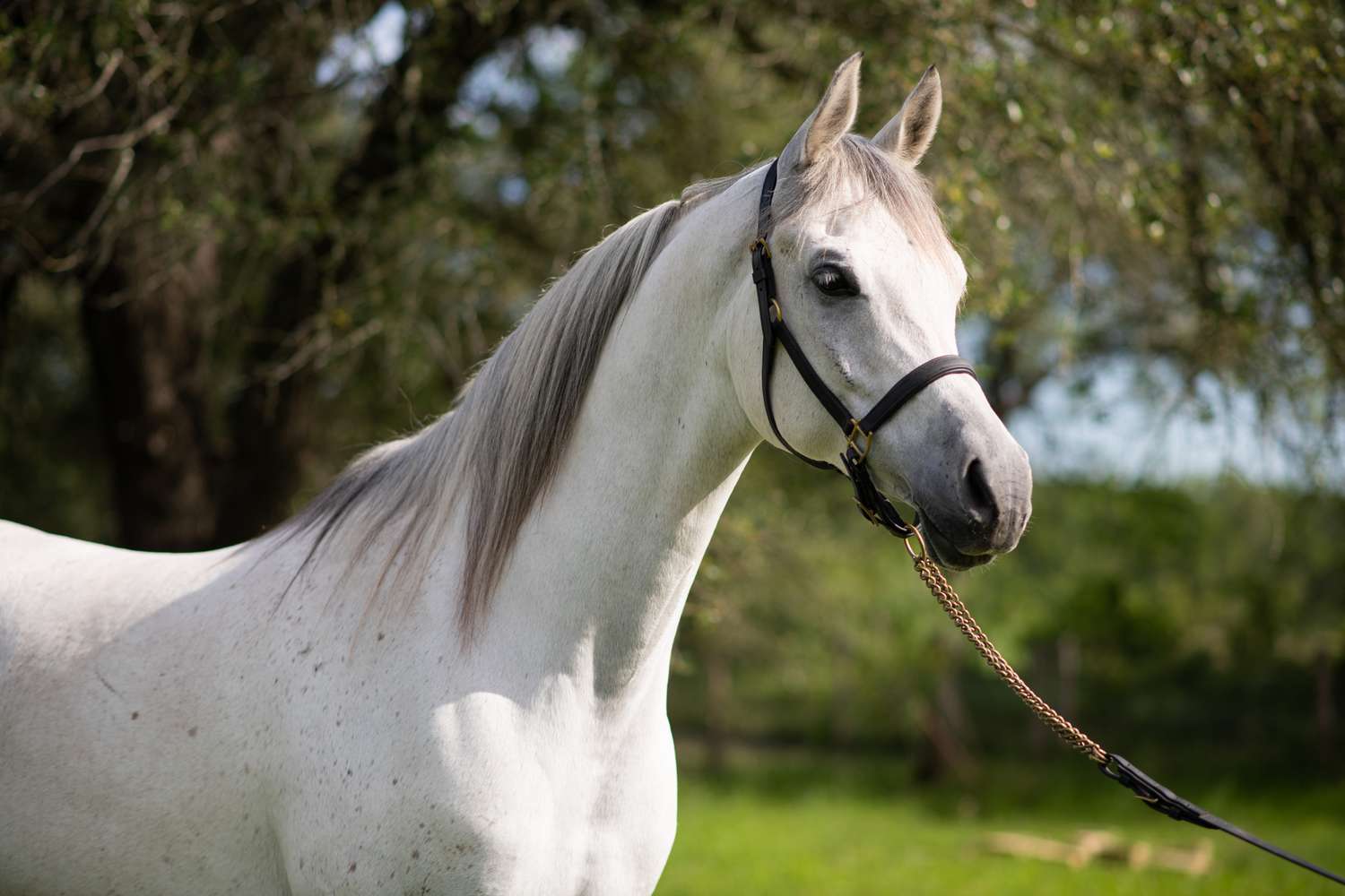 Conoce la raza de caballo más antigua del mundo: el caballo árabe