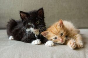 Black and white kitten laying next to tan-colored kitten on gray couch