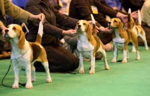 Beagles and their owners line up for the judges on the last day of Crufts 2008