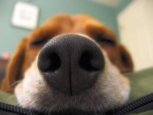Datos asombrosos sobre el sentido del olfato de un perro
