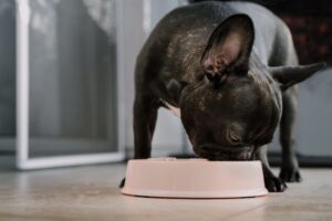 Dietas blandas para perros: una guía completa