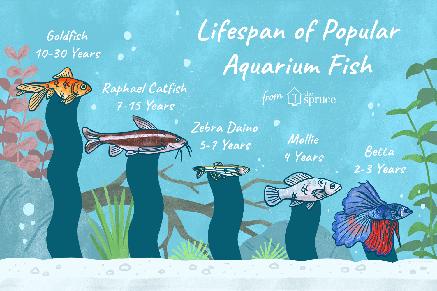 Diferentes esperanzas de vida de los peces según las especies y las condiciones del acuario