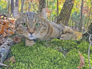 El gato montañés: apariencia salvaje con una personalidad dulce