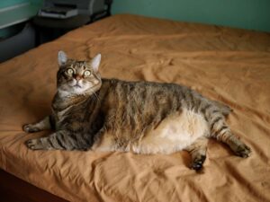 Enfermedad del hígado graso en gatos