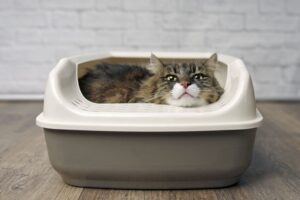 Infecciones del tracto urinario en gatos
