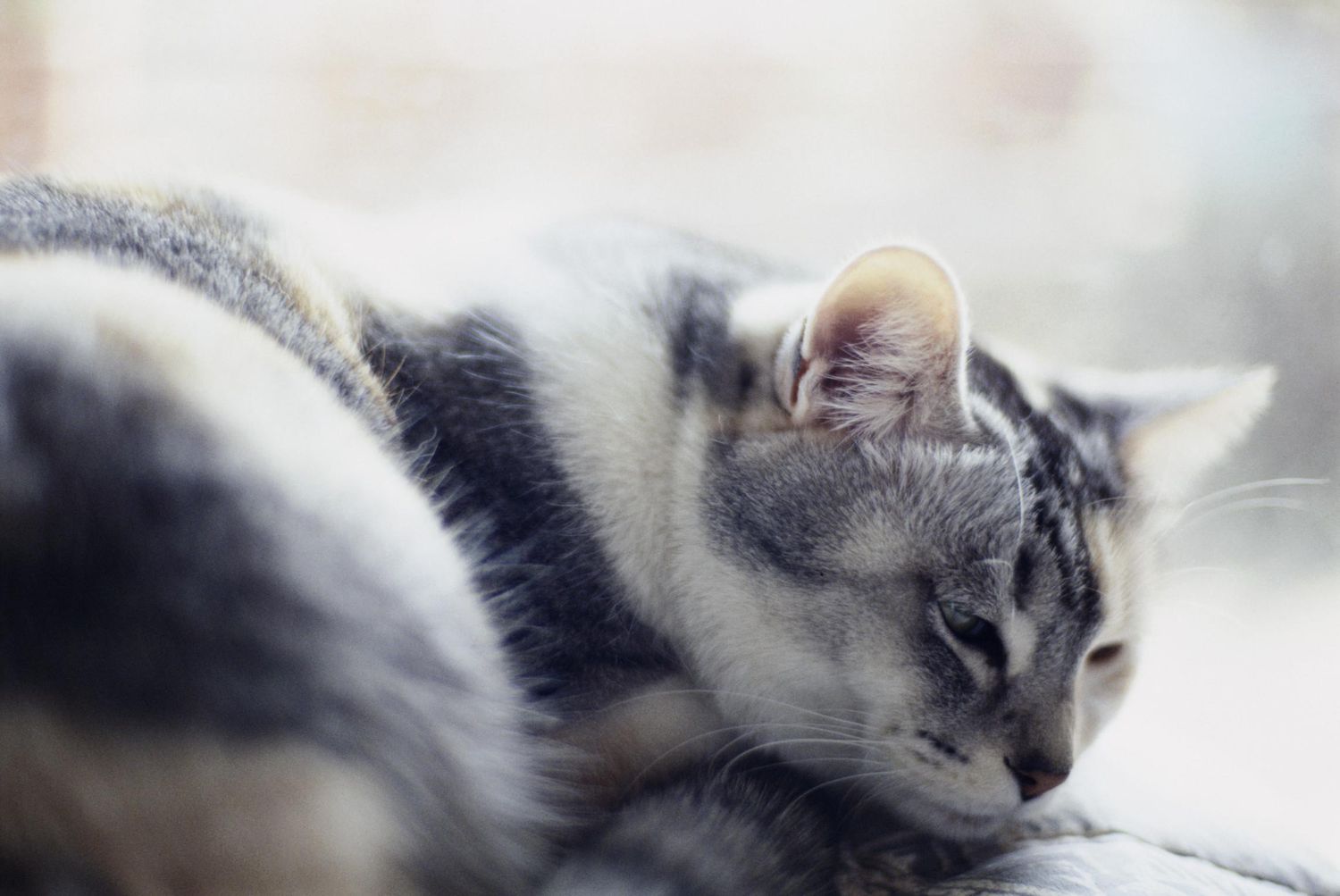 La decisión de la eutanasia: saber cuándo soltar a tu gato