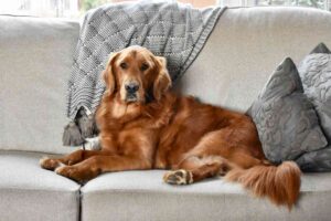 Red haired golden retriever laying on gray couch