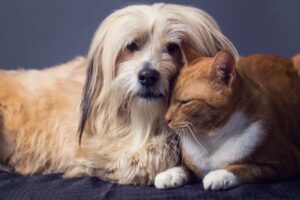 Lo que debe saber sobre el tratamiento de las convulsiones con fenobarbital para gatos