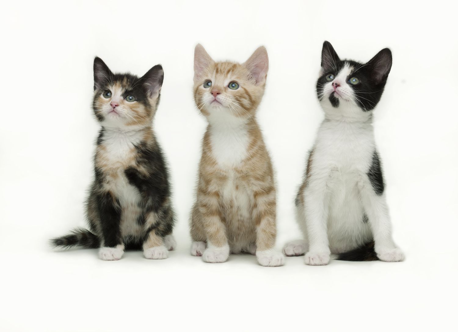 Lo que debe saber sobre la esterilización temprana y castración de los gatos