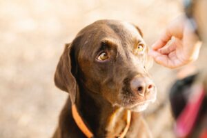 Los mejores botones parlantes para perros para ampliar el vocabulario de tu mascota