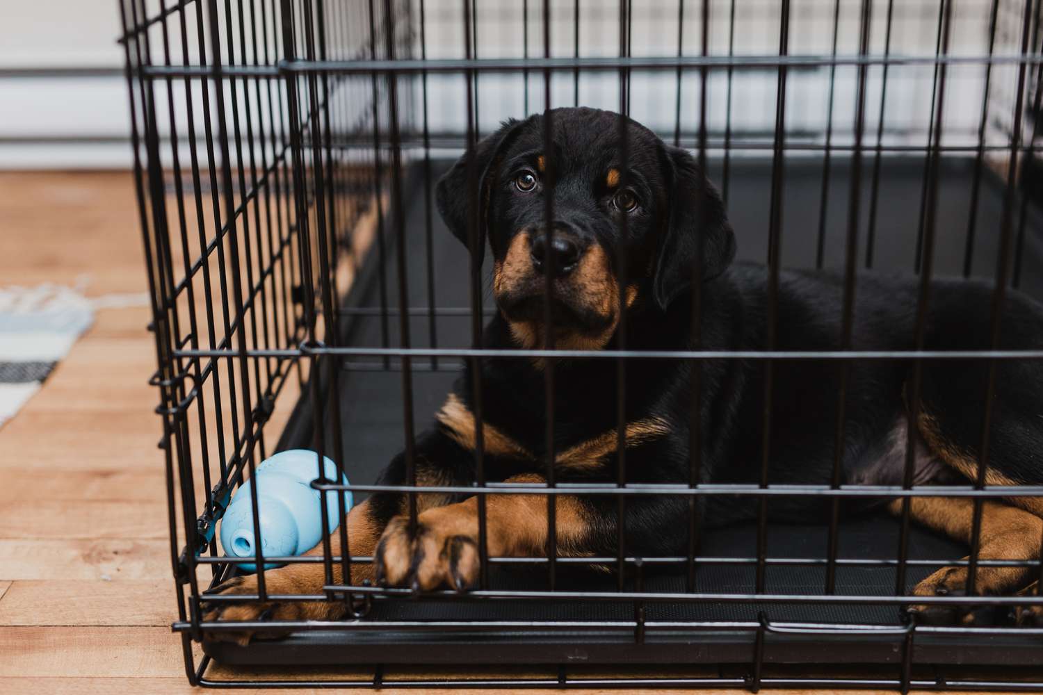Rottweiler puppy inside his crate