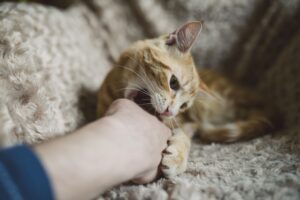 Mitos sobre el comportamiento de los gatos decodificados
