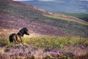 Poni de Dartmoor: perfil de la raza