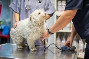 dog having its blood pressure checked at the vet