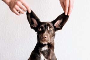 Problemas comunes del oído en perros