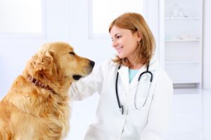Qué hacer si su perro tiene ganglios linfáticos inflamados