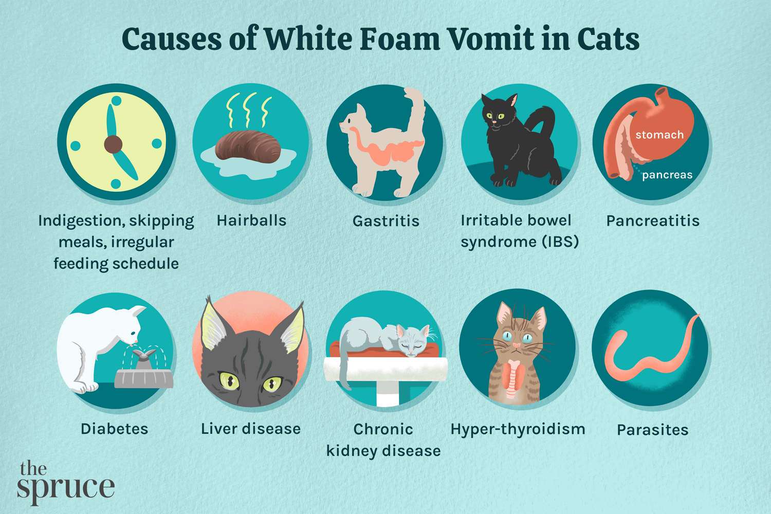 Qué hacer si tu gato vomita espuma blanca