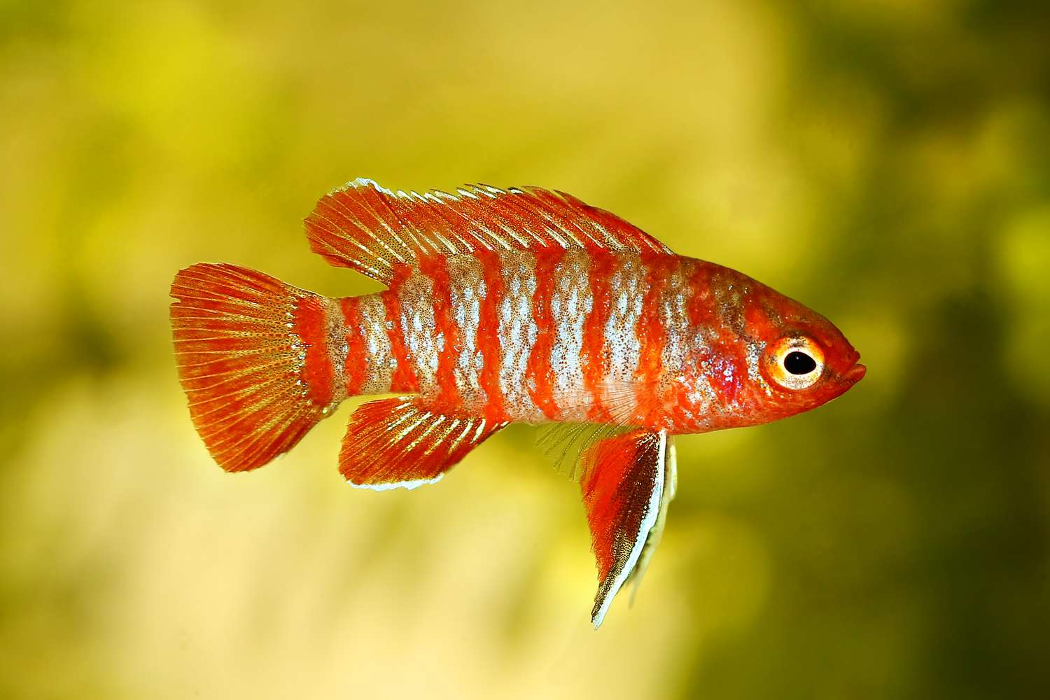 Scarlet Badis: Perfil de especies de peces