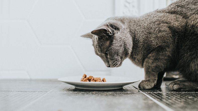 Subproductos en la comida para gatos