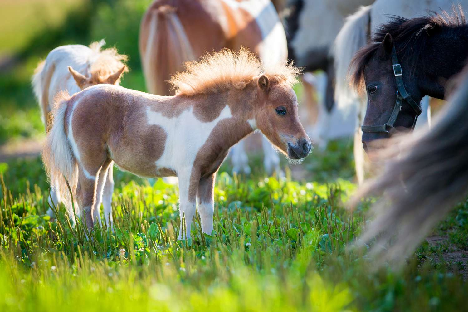 Todo lo que necesitas saber sobre los caballos en miniatura