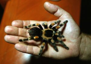Tarantula in a hand