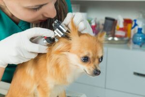 ¿Cómo contraen los perros infecciones por levaduras en los oídos y qué se puede hacer al respecto?