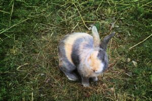 ¿Cómo cuidar a un conejo arlequín?