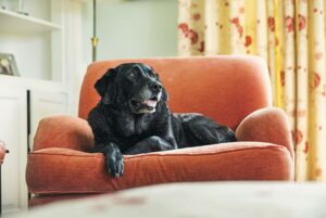 ¿Cómo se tratan las convulsiones en perros viejos?