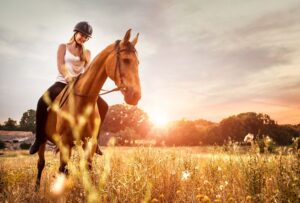 ¿Debe un jinete principiante comprar un semental, caballo castrado o yegua?