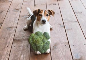 ¿El brócoli es seguro para los perros?