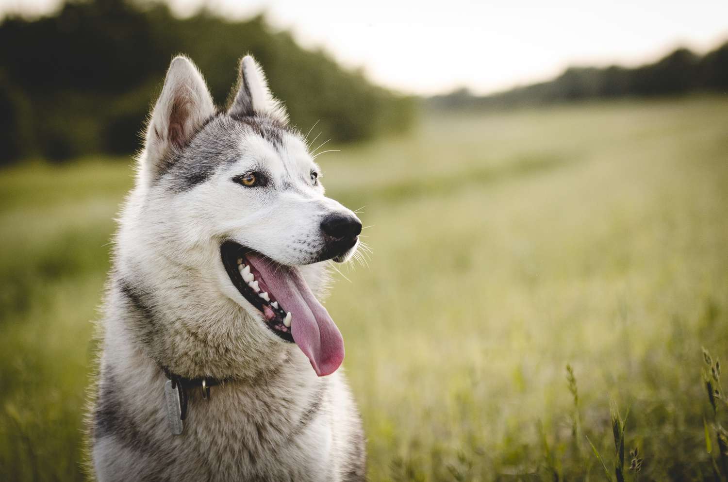 ¿La atrofia progresiva de retina causa ceguera en los perros?