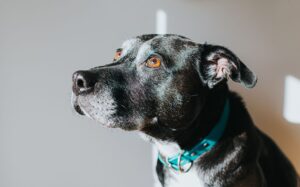 ¿La esclerosis lenticular causa ceguera en los perros?