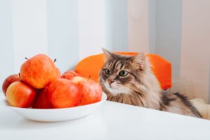 ¿Pueden los gatos comer manzanas?