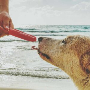 Man Feeding Popsicle To Dog at Beach