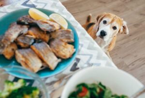¿Pueden los perros comer salmón?