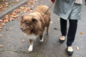 ¿Pueden los perros llevar el coronavirus humano físicamente en ellos?