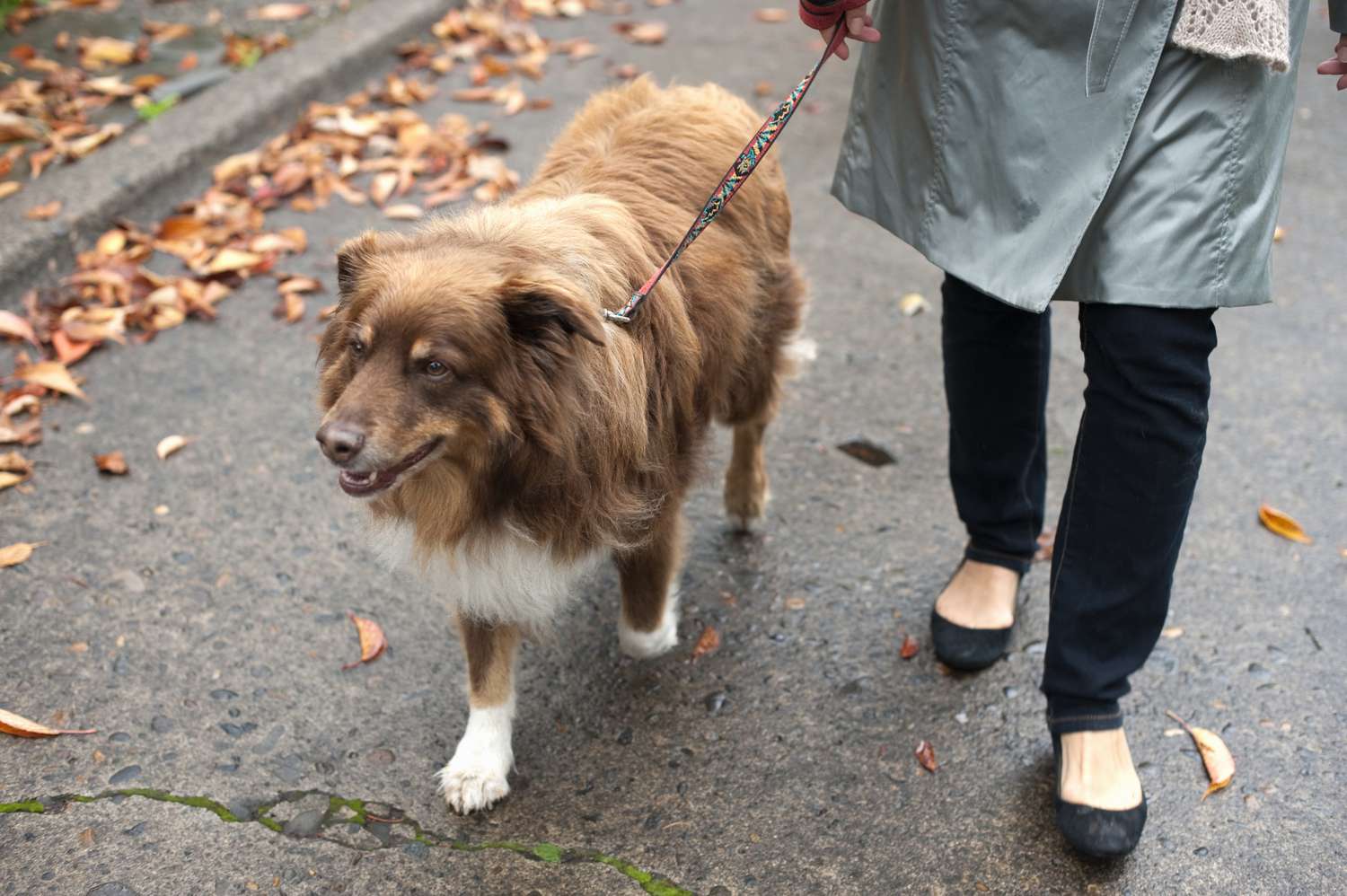 ¿Pueden los perros llevar el coronavirus humano físicamente en ellos?