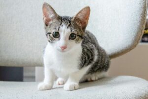 ¿Qué cambios experimenta un gatito de los 3 a los 6 meses de edad?