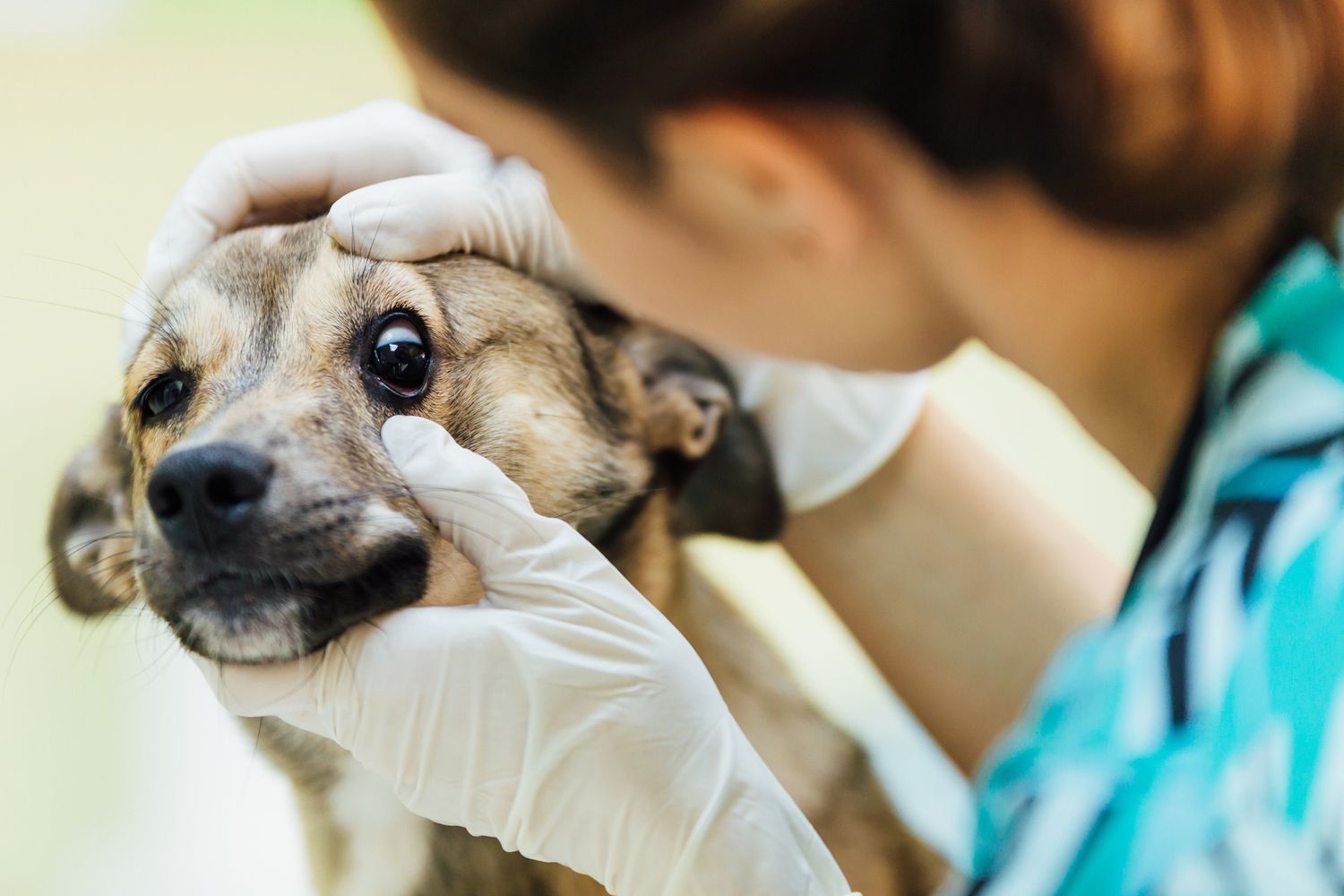 ¿Qué es el glaucoma y cómo lo contraen los perros?