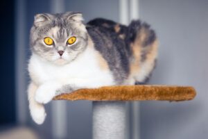 ¿Qué es la ciproheptadina y cómo se usa en los gatos?