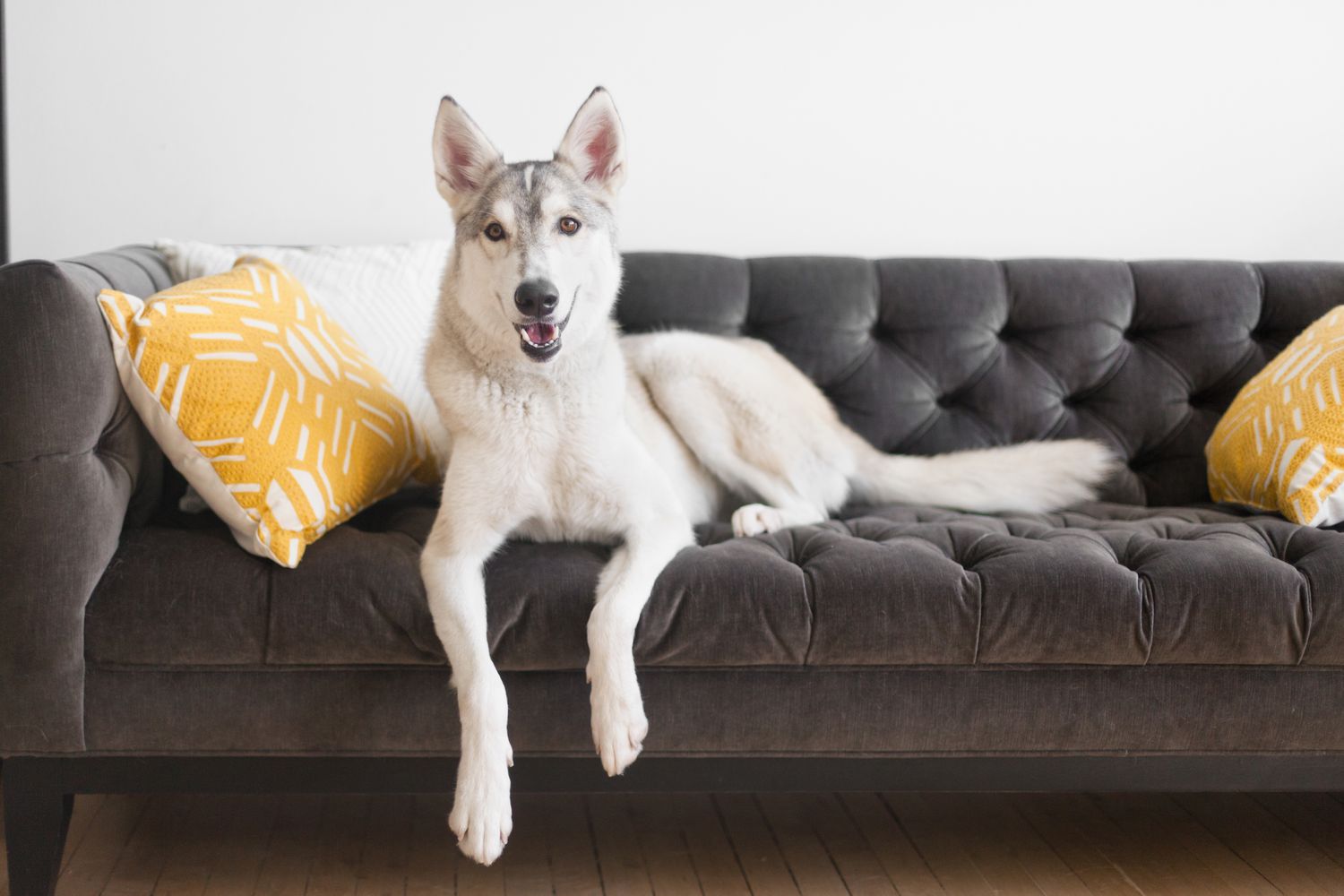 ¿Qué es la displasia de codo en perros?