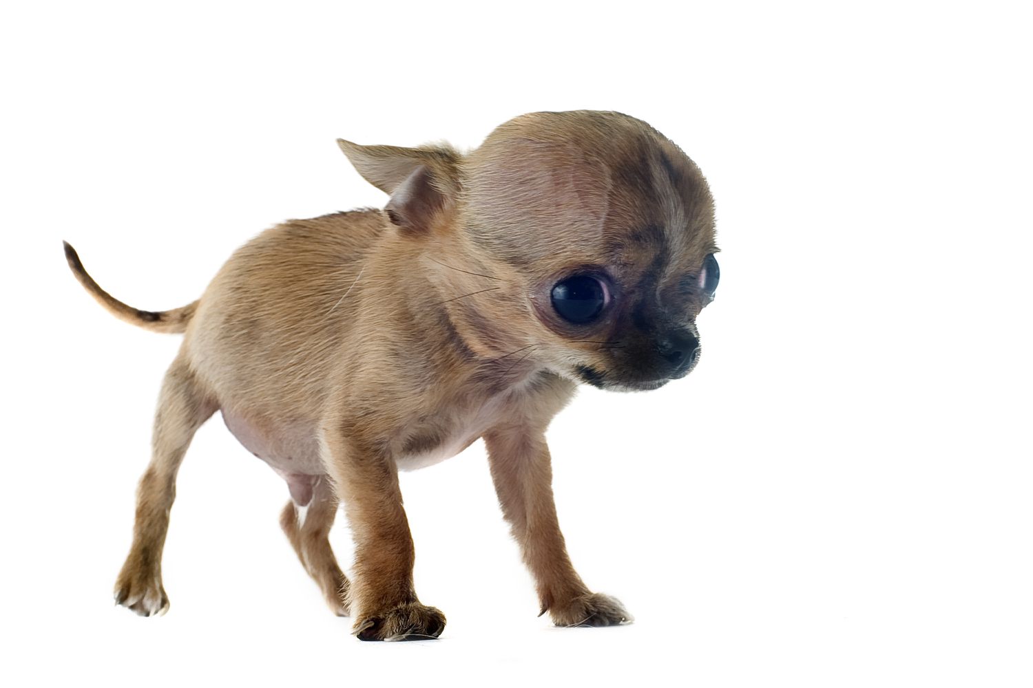 Chihuahua puppy with hydrocephalus