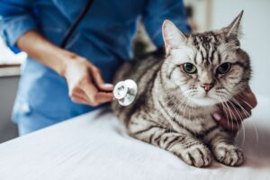 ¿Qué es la miocardiopatía hipertrófica en gatos?