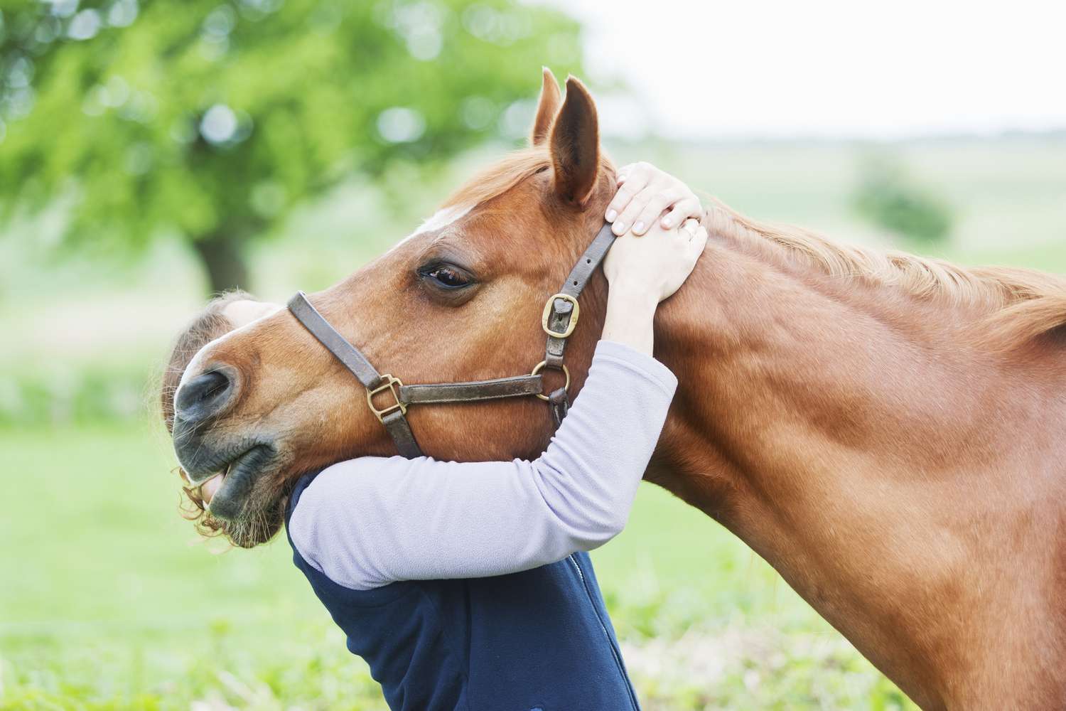 ¿Qué hace un quiropráctico de caballos?
