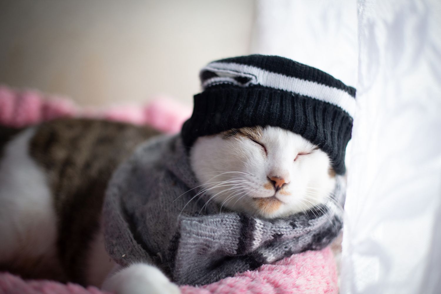 ¿Qué tan frío es demasiado frío para los gatos?
