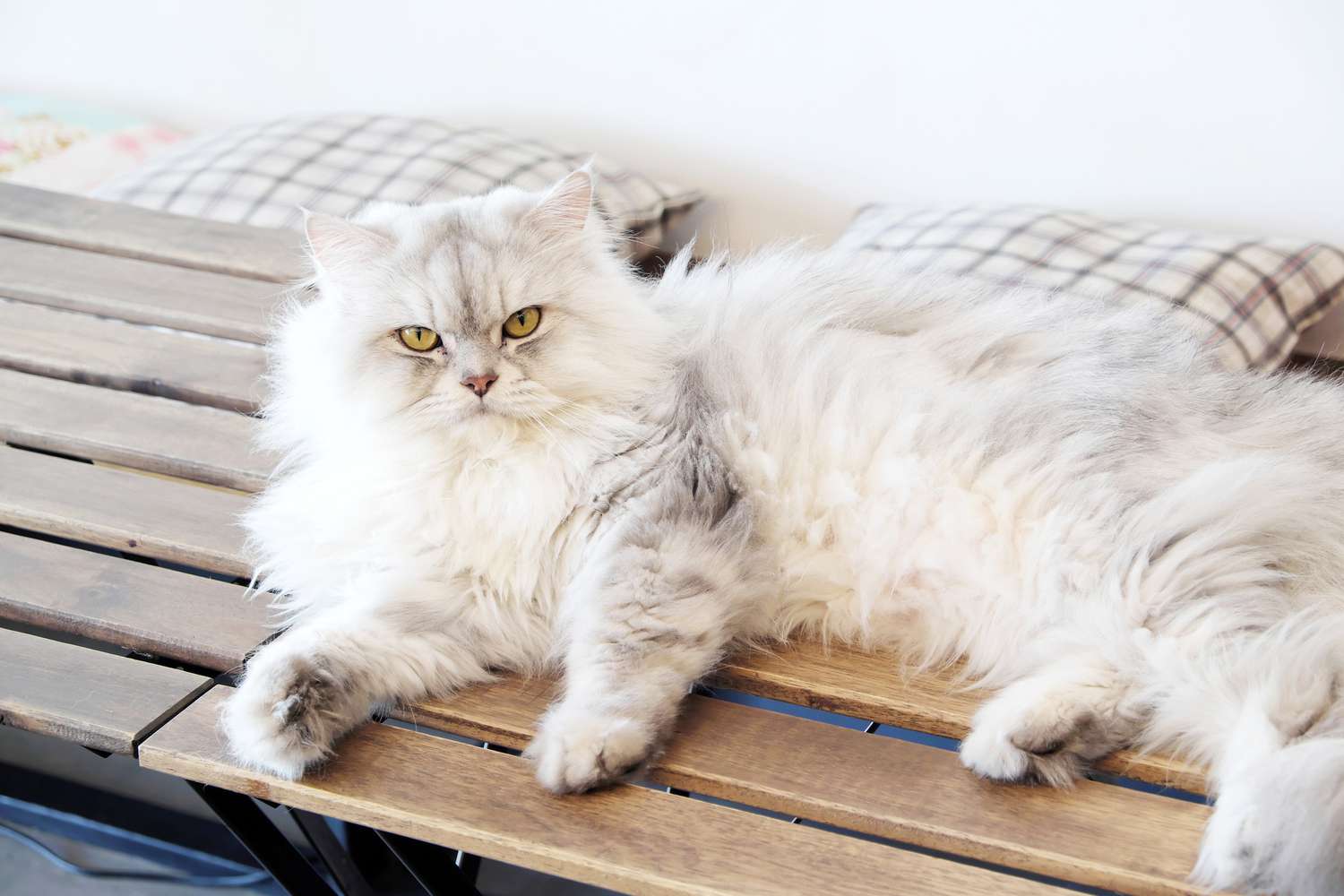 Persian cat lounging on wooden bench.
